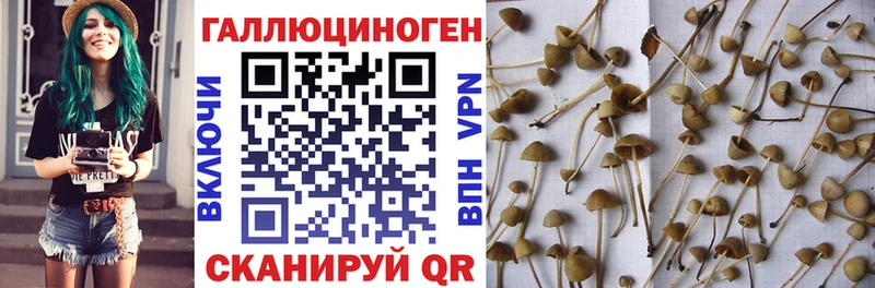 Галлюциногенные грибы Psilocybe  Заозёрный 